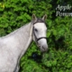 Un montage vidéo sur APPLE LA POMMERAIS : depuis l'Ecurie Seconde Chance à sa nouvelle vie ...