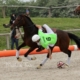 Akasandre, des hippodromes au horseball...