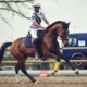 Strong Boy, notre ancien pensionnaire a été exemplaire lors de ses deux premiers matchs de Horseball